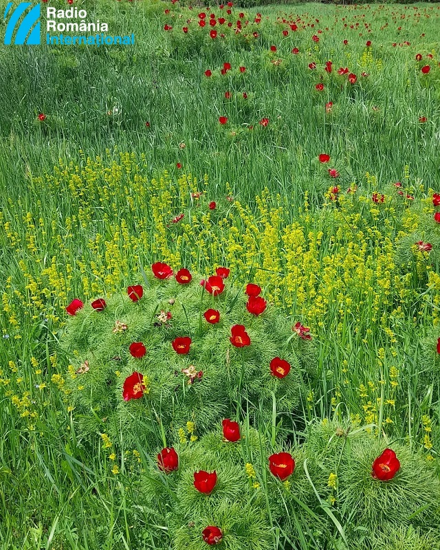 rezervatie-bujori-de-stepa-de-la-zau-de-campie-02.jpg