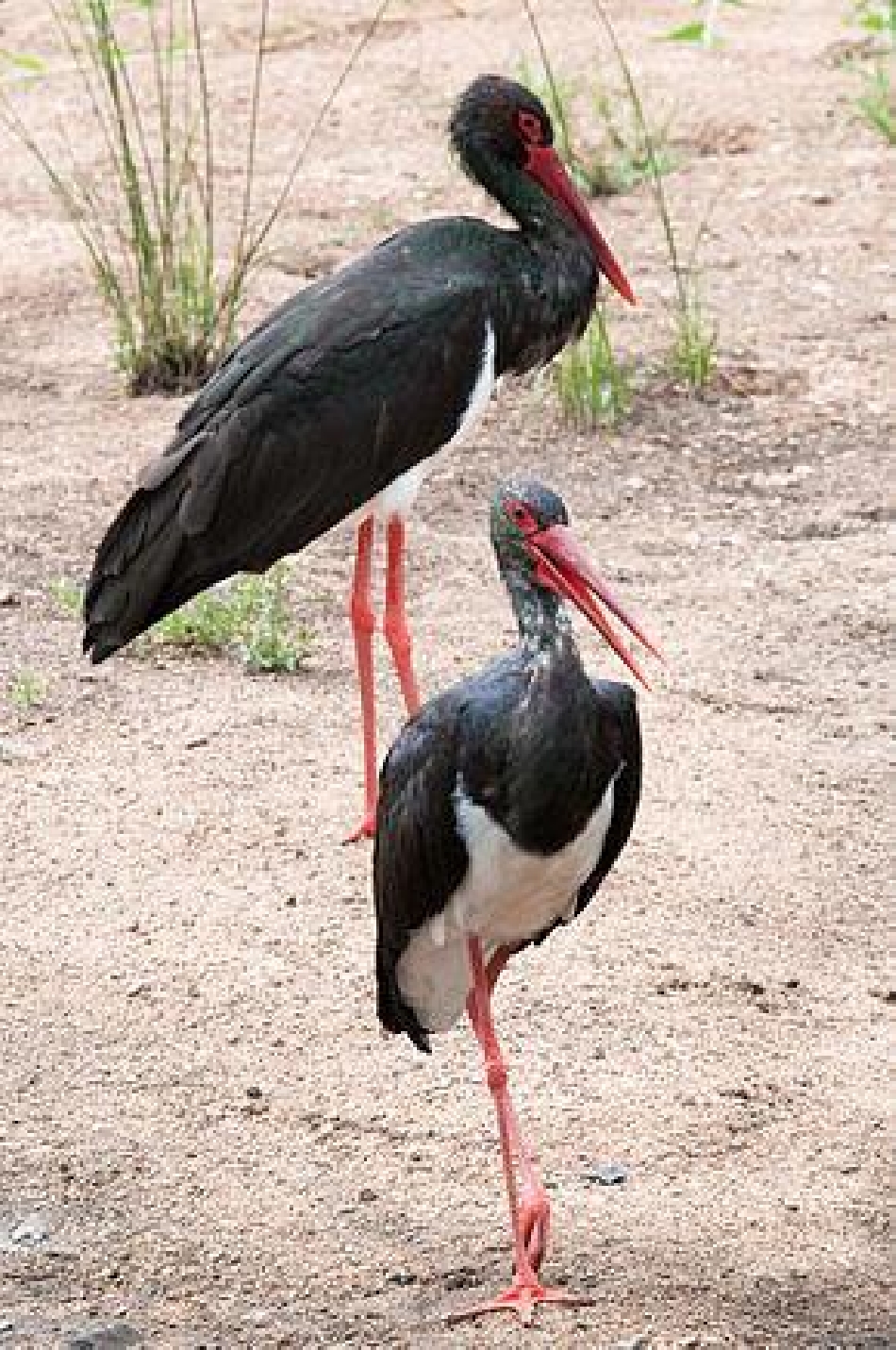 La cigogne noire