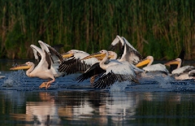 Protection of Birds in Romania