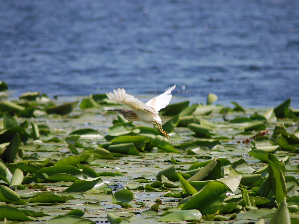 Centre européen de recherches au Delta du Danube