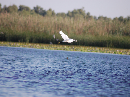 Delta Dunării