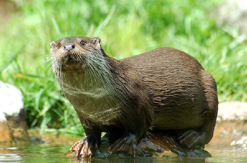 La loutre est de retour dans les eaux roumaines