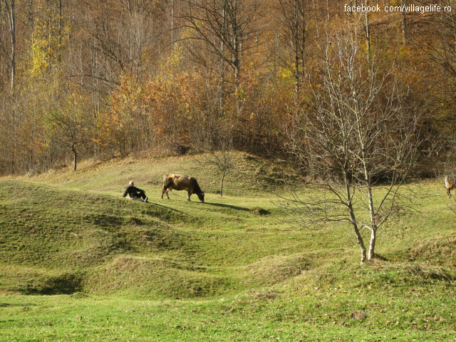 Întreprinderile sociale din mediul rural