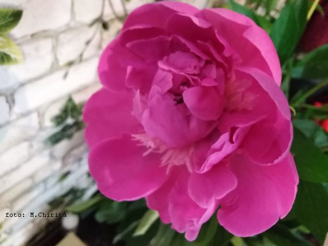 Blumenpracht im Frühling: Die Pfingstrosen in Naturschutzgebieten