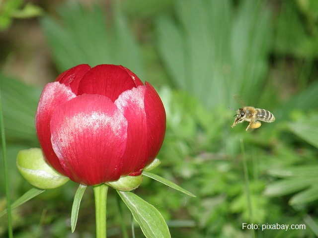 La réserve naturelle « La pivoine goutte de sang »