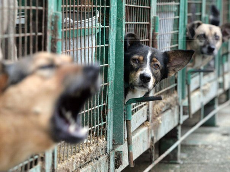 Stray Dogs in Romania