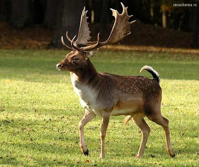 Neue Tierarten in der rumänischen Fauna