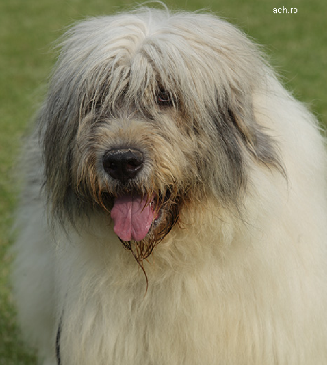 Races canines roumaines, homologuées à l’échelle internationale