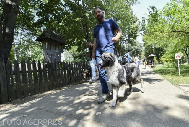 Овчарки местных пород в горах