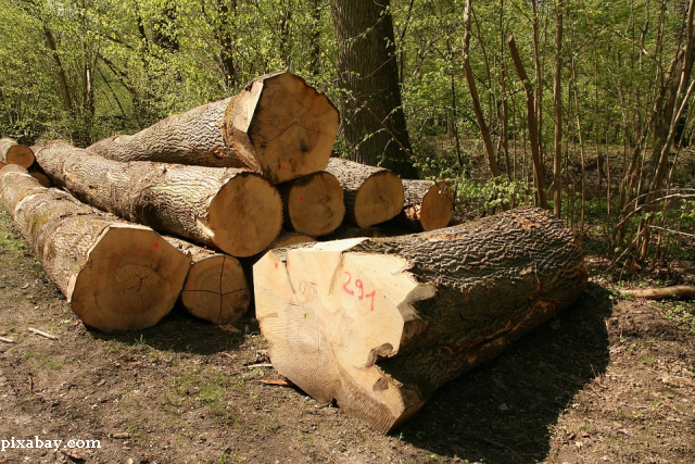 Legal gerodet: Rumäniens Niemandswälder