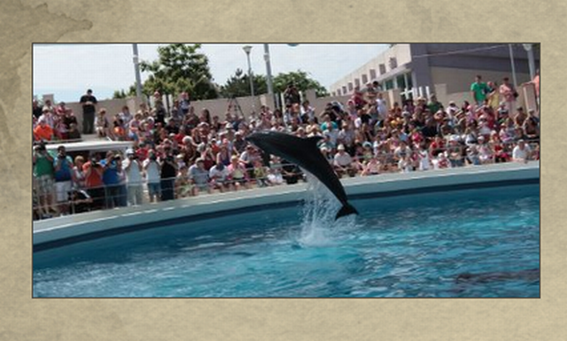 The Dolphinarium in Constanta