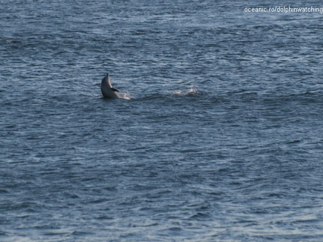 Recensement des dauphins en mer Noire