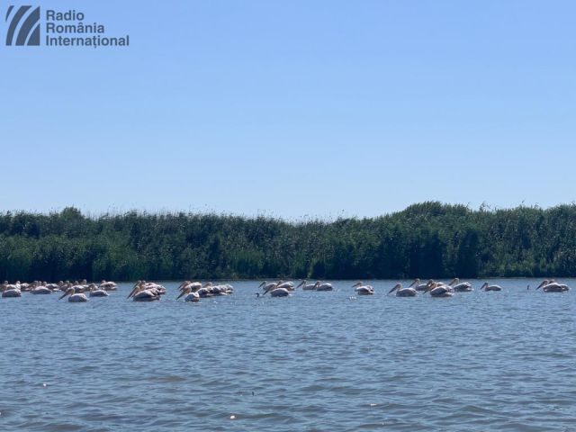 L’élimination de la pollution des eaux du Danube, à Mahmudia, dans le delta du Danube