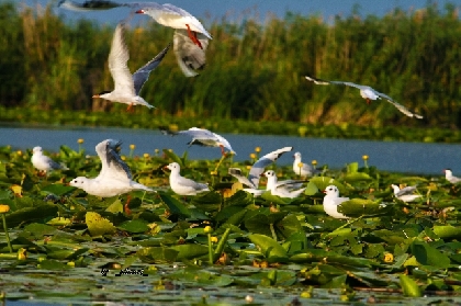 Vacances dans le delta du Danube