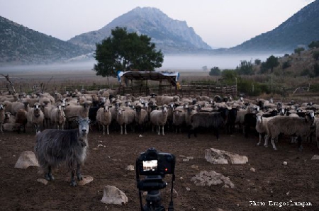 ‘’The Last Transhumance’’ by Dragos Lumpan