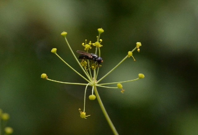 Une nouvelle plante au catalogue de la flore mondiale