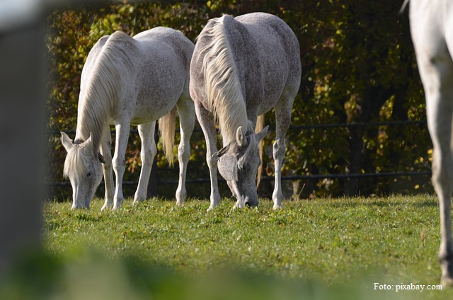 Equestrian Tourism in Romania