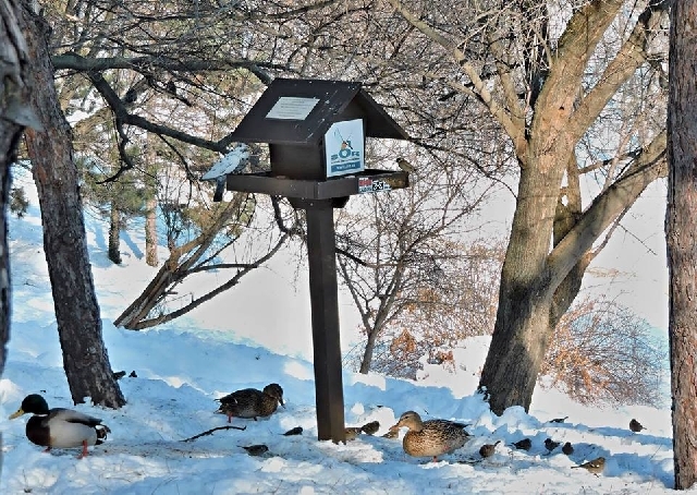 Harter Winter: Vögel brauchen mehr Futter