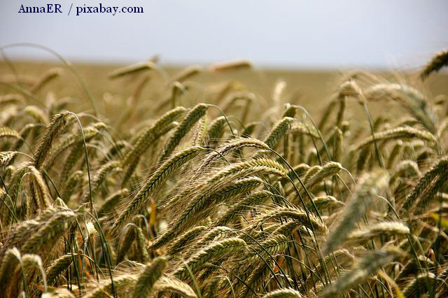 Décisions européennes sur les produits agricoles ukrainiens.