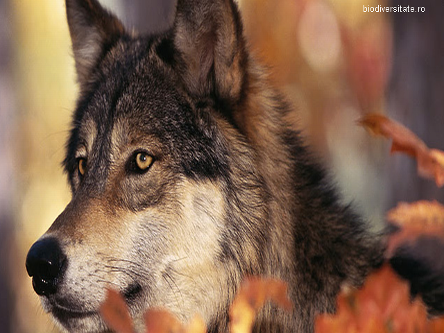 La Journée du Loup