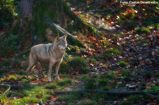 WolfLife: NGO und Umweltschutzämter für den Erhalt der Wolfspopulation in den Ostkarpaten