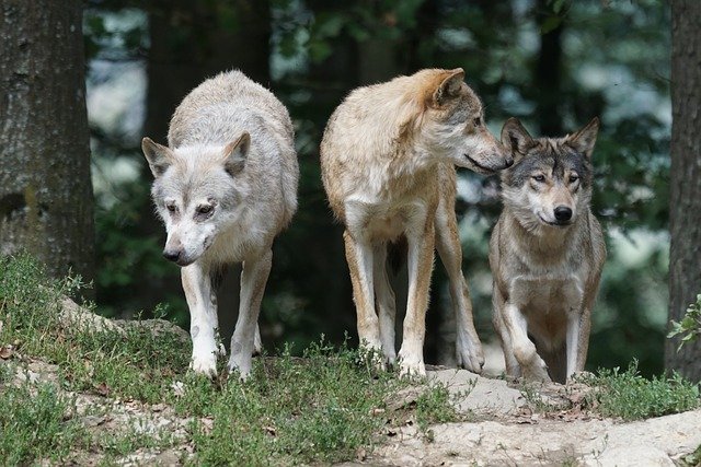 Wolflife: Projekt zur Förderung der Wolfpopulation