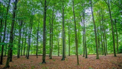 Mehr Verantwortung für Waldbesitzer