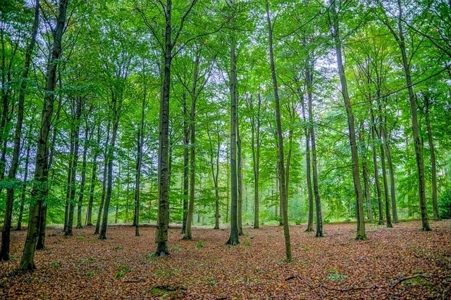 SaveGREEN: länderübergreifendes Projekt für die Schaffung von Grünkorridoren für Wildtiere