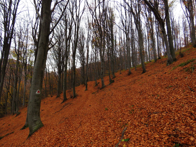 Les “martini d’automne”