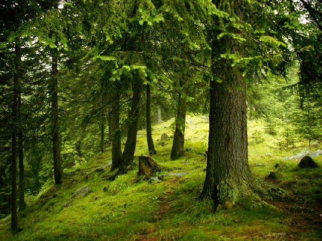 La première forêt de Roumanie plantée par une ONG