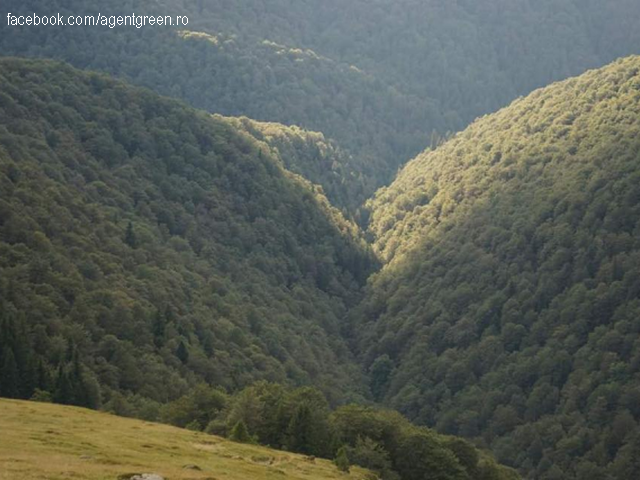 Лісовідновлення в горах Фегераш