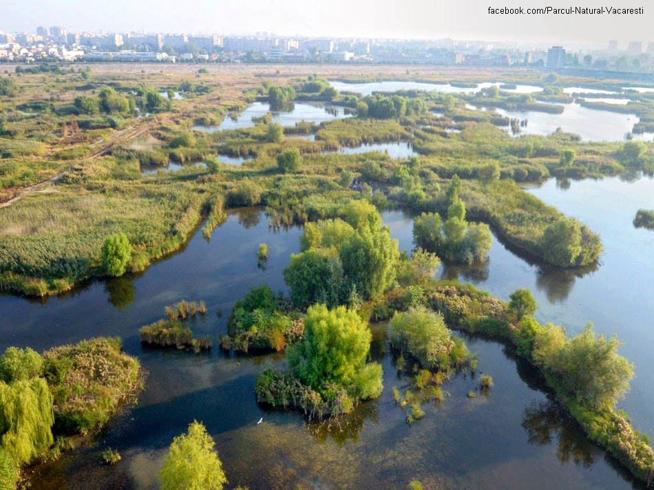 Projets pour le delta Văcărești