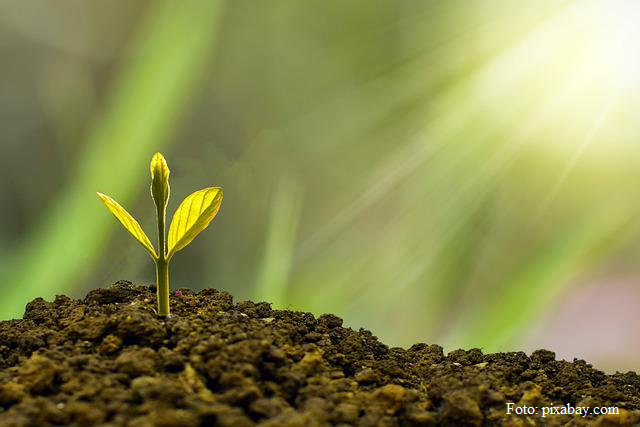 Agroforstsysteme gegen Klimawandel