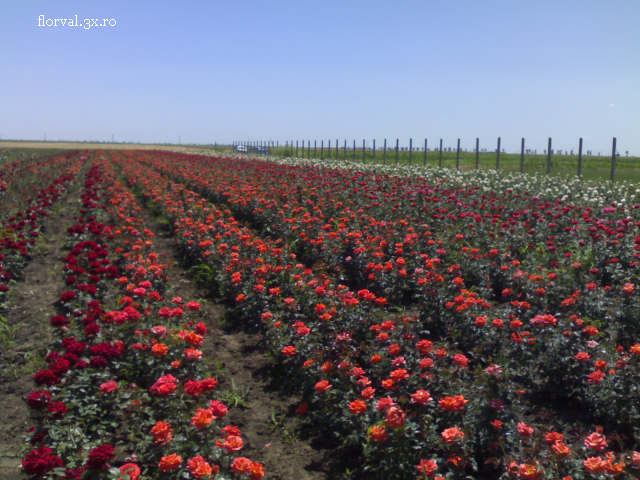 Affaires avec de la confiture de pétales de rose