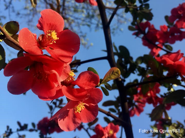 Desde Rumanía hacia el mundo: Equinoccio de primavera en Rumanía