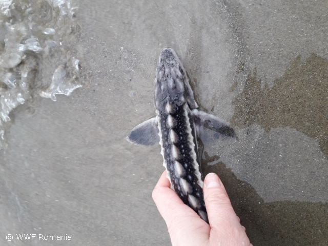 Protection of sturgeons in the Danube Basin