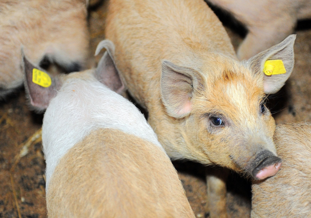 Der Schweinefleischmarkt schrumpft aufgrund der Afrikanischen Schweinepest