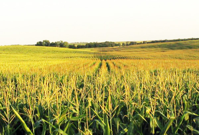 Ce rol va avea porumbul în viitoarea Politică Agricolă Comună?