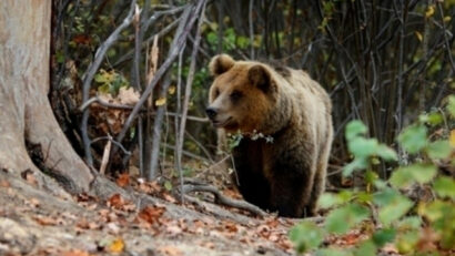 Protéger ou chasser les ours des Carpates?