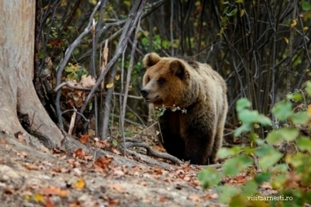 Les ours des Carpates