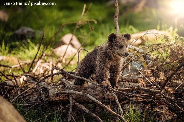 L’ours brun, à l’attention du Ministère de l’environnement