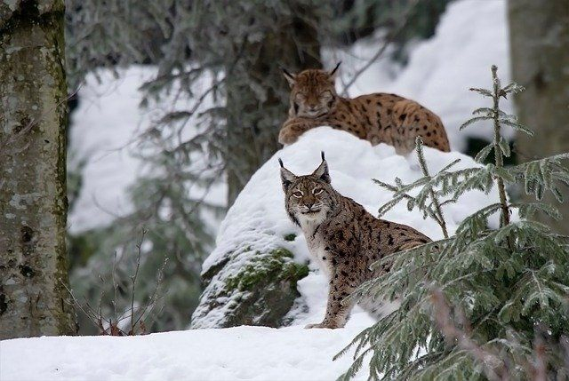 Le lynx de Roumanie