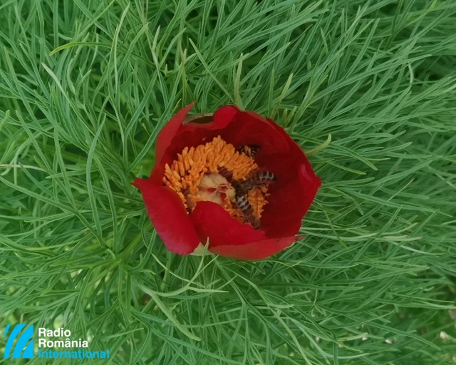 The Romanian peony