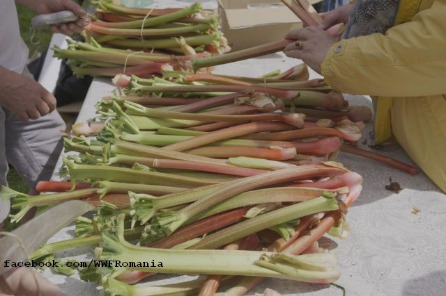 La fête de la Rhubarbe