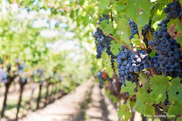 La route du vin du Département de Prahova