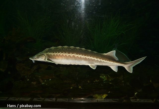 La pêche à l’esturgeon reste interdite en Roumanie