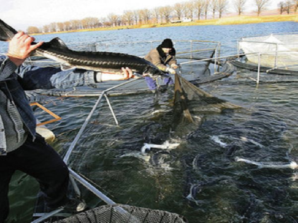 Осетровые в дунайских водах