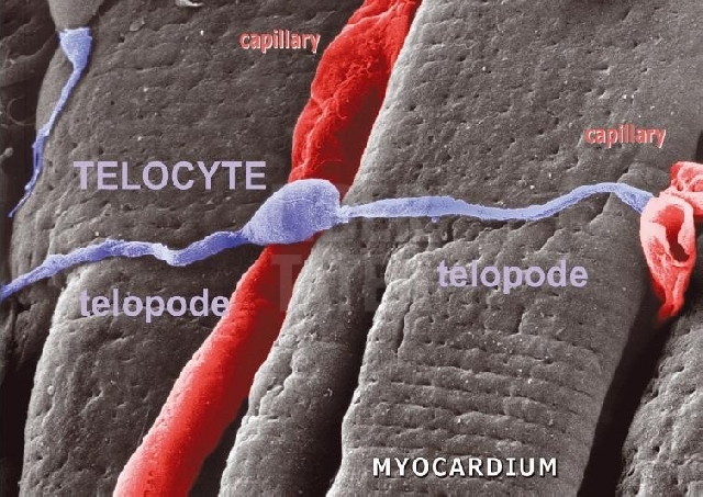 Medizinforschung: Telozyte und ihre Rolle in der Leberregeneration