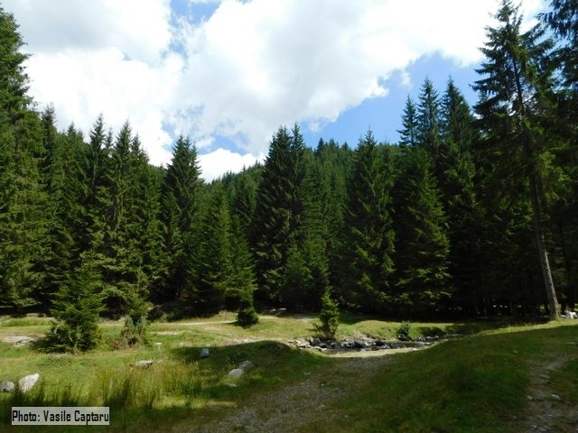 Romania’s virgin forests and their fate