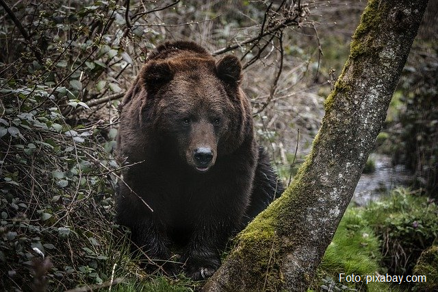 Observer de près la faune et la flore des Carpates